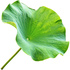 Lotus leaf